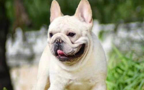 老年狗狗為什么不喜歡喝水