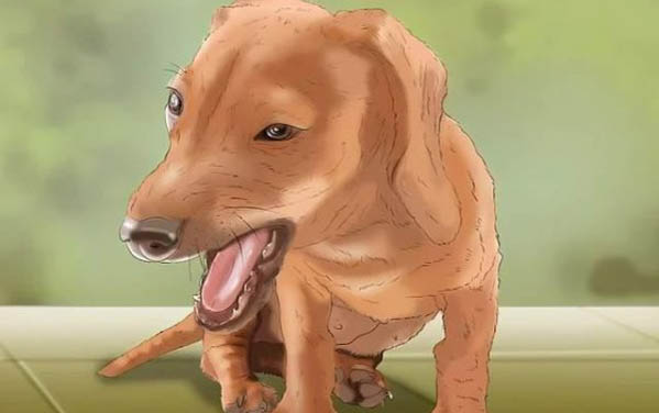 狗狗吃完驅蟲藥多久拉蟲子正常