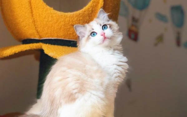 小貓可以多少天斷奶
