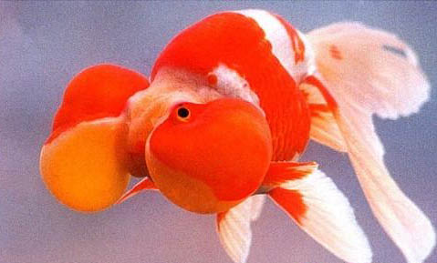 魚鱗掉了會(huì)不會(huì)重新長出來呢