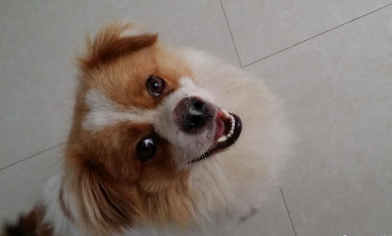 怎么訓練狗狗在廁所大小便