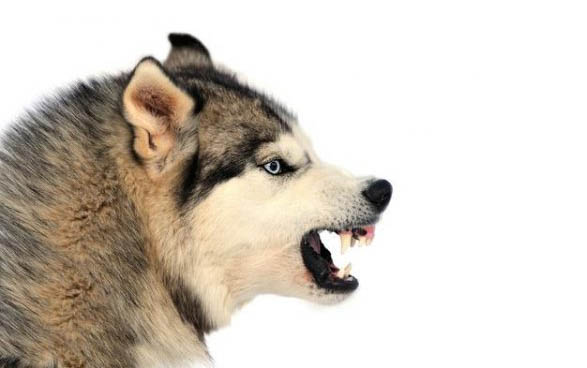 幼犬邊牧多少錢一只