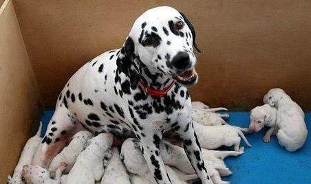 斑點狗犬瘟熱的癥狀及治療方法