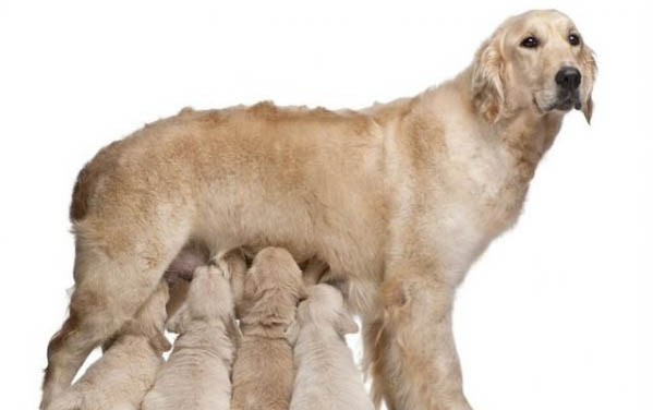 狗狗得了球蟲傳染人嗎