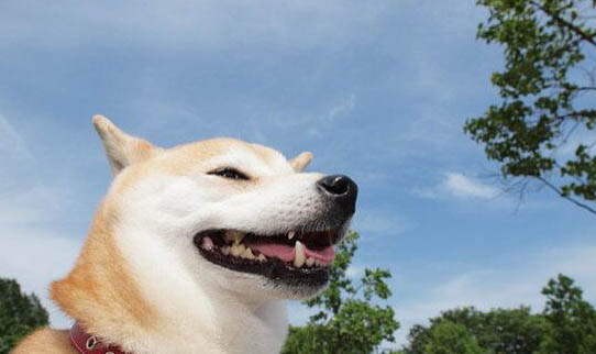 秋田犬和柴犬哪個好養