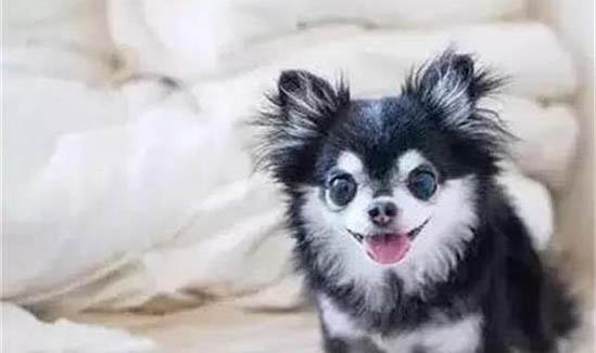 狗狗為什么會感染球蟲?