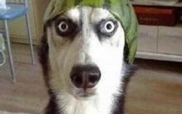 狗狗多少度算是發(fā)燒了