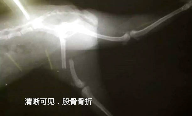 3個月的狗感冒了可以吃人吃的藥么
