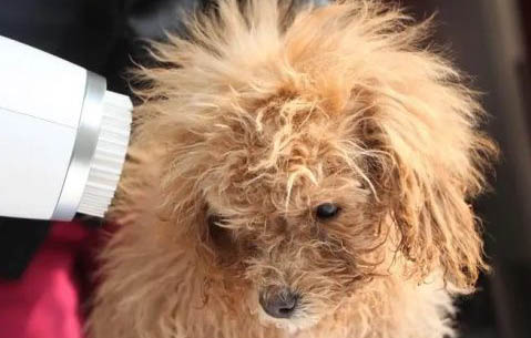 狗狗眼睛里有一層像膜一樣的東西