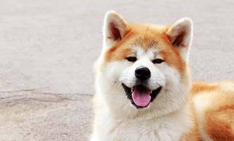 秋田犬打架厲害嗎
