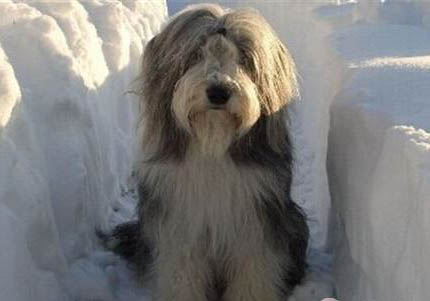 德國牧羊犬打獵怎么樣？