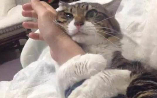 小貓多大打第一針疫苗