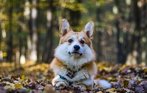 柯基和柴犬哪個好養