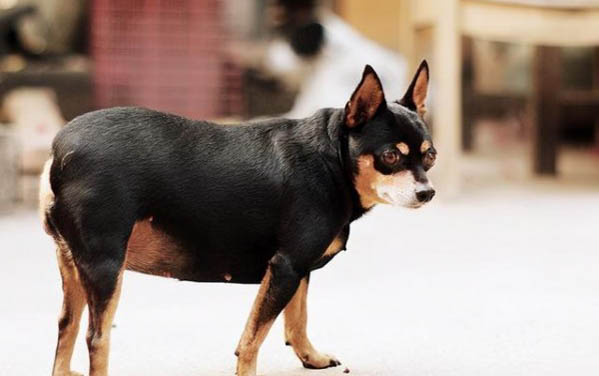狗狗上顎有個凸起