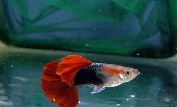 小孔雀魚多大能和大魚在一起養