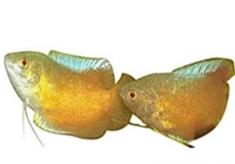 龍魚會不會吃虎魚