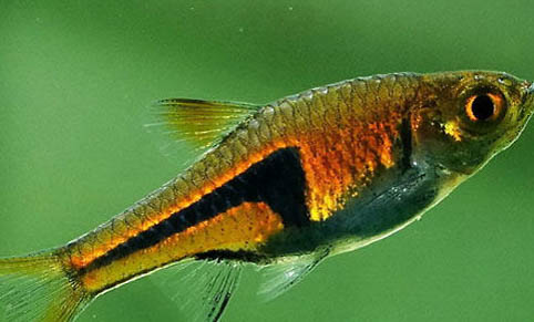 養(yǎng)魚(yú)池水渾濁應(yīng)該怎么處理?