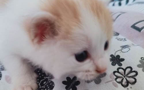 小貓出生多少天可以看出公母