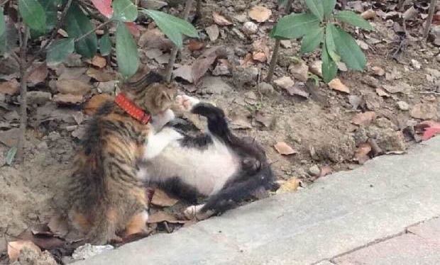貓咪肺炎治療要多少錢