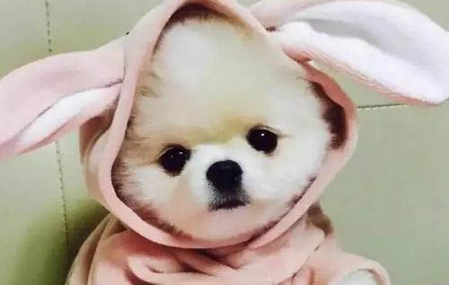 狗狗嘴巴腥臭咸魚味