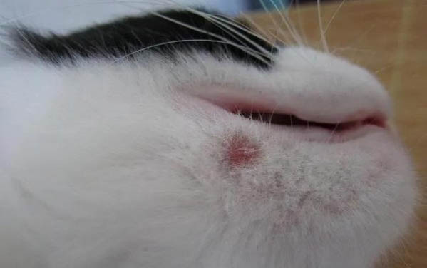 貓咪屁眼腫了怎么辦