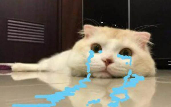 兩個月的小貓會不會有狂犬病