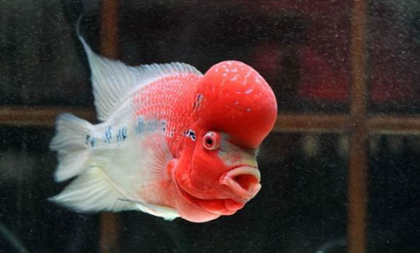 羅漢魚能長多大
