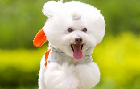 狗狗感冒會自愈嗎