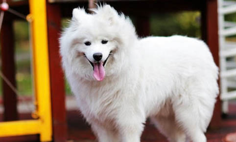 老年犬心臟肥大會有什么影響