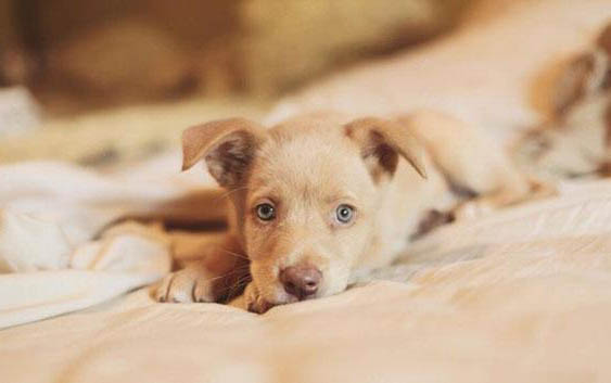 狗狗懷孕多久會下奶