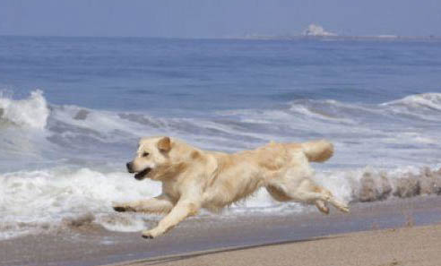 金毛犬總流口水怎么回事