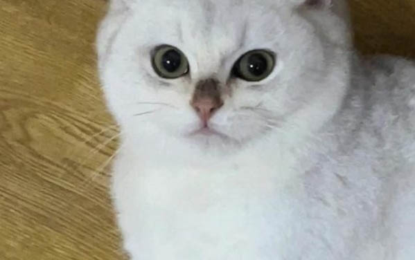 小貓咪一直叫個不停是怎么回事