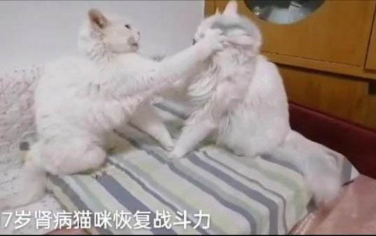 對貓咪有毒的植物有哪些