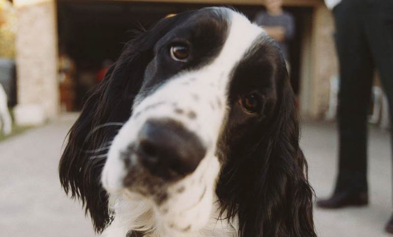 史賓格犬好養(yǎng)嗎?
