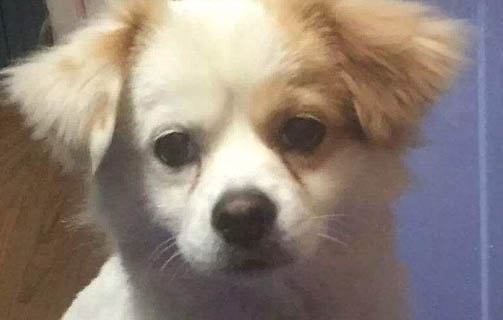狗狗細小臨死前癥狀有哪些