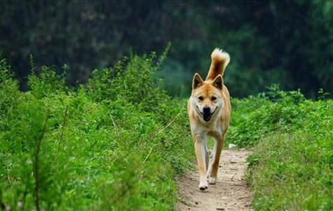 中華田園犬壽命