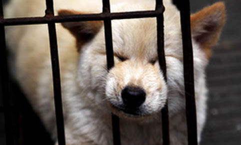 狗和得犬瘟的狗接觸了