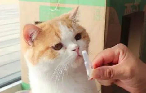 貓咪疝氣癥狀都有哪些表現