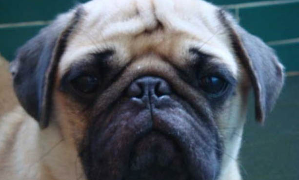 被貓抓傷后要不要打狂犬疫苗