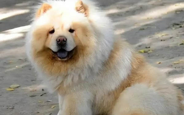 什么品種的狗狗壽命最長最健康