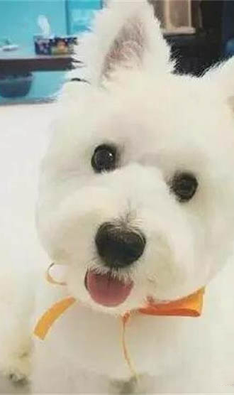 狗狗為什么像狼一樣叫