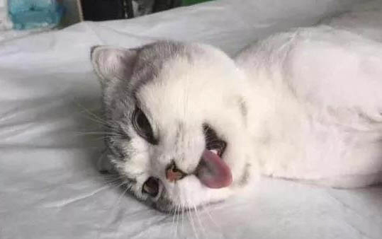 貓咪為什么要拍屁股睡