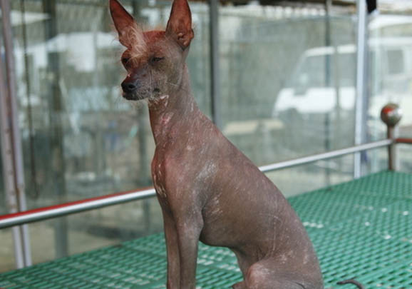 中國冠毛犬太瘦的原因及處理方法
