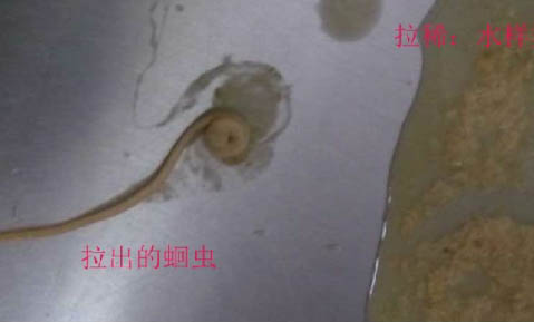 狗狗產后風有哪些癥狀