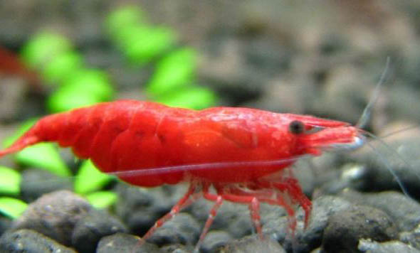 極火蝦能和魚混養嗎