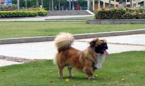 西藏獵犬真菌感染的原因及處理方法