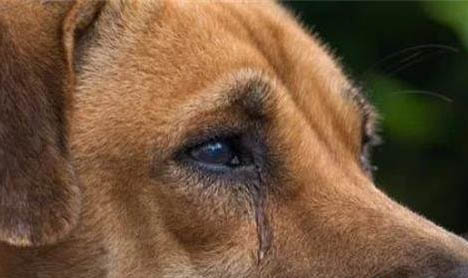 狗狗如何調理腸胃