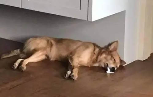 狗狗細小病毒的癥狀有哪些