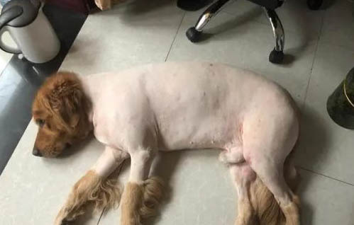 什么狗能打過狼