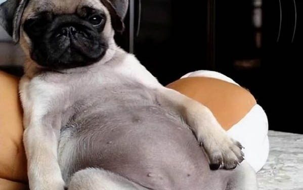 巴哥犬純種與不純區別在哪
